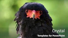  Presentation with eagle - Slide deck enhanced with portrait-of-a-sub-saharan background and a black colored foreground