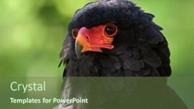  Presentation with eagle - Colorful slide set enhanced with portrait-of-a-sub-saharan backdrop and a tawny brown colored foreground