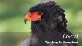  Presentation with eagle - Presentation theme featuring portrait-of-a-sub-saharan background and a dark gray colored foreground