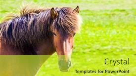  Presentation with tundra - Beautiful slide set featuring portrait-of-a-thoroughbred-horse backdrop and a yellow colored foreground