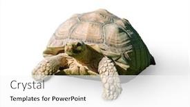  Presentation with tortoise - Amazing slide deck having portrait-of-a-tortoise backdrop and a white colored foreground
