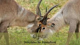  Presentation with kruger - Cool new presentation theme with portrait-of-a-two-waterbuck backdrop and a gold colored foreground