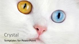  Presentation with eyes - PPT theme enhanced with portrait-of-a-varicoloured-eyes background and a sky blue colored foreground