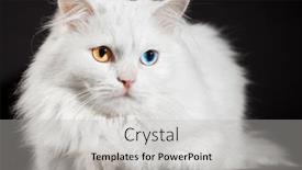  Presentation with eyes - Amazing theme having portrait-of-a-varicoloured-eyes backdrop and a light gray colored foreground