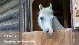  Presentation with white horse - PPT layouts with portrait-of-a-white-horse background and a coral colored foreground