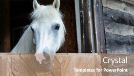  Presentation with white horse - Theme having portrait-of-a-white-horse background and a coral colored foreground
