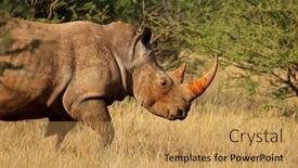  Presentation with south africa - Theme with portrait-of-a-white-rhinoceros background and a yellow colored foreground
