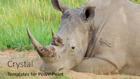  Presentation with south africa - Slide deck having portrait-of-a-white-rhinoceros background and a coral colored foreground