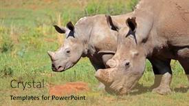  Presentation with south africa - Presentation theme with portrait-of-a-white-rhinoceros background and a yellow colored foreground