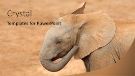  Presentation with elephant - Presentation theme with portrait-of-a-young-african background and a coral colored foreground