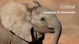  Presentation with elephant - Audience pleasing theme consisting of portrait of a young african elephant loxodonta africana addo elephant park south africa backdrop and a coral colored foreground