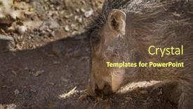  Presentation with kneeling - Beautiful PPT layouts featuring portrait of a young baby warthog in the bush in botswana kneeling on the sand backdrop and a tawny brown colored foreground
