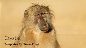  Presentation with south africa - Beautiful slides featuring portrait-of-a-young-chacma backdrop and a yellow colored foreground