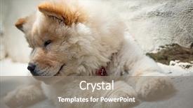  Presentation with puppy - Colorful slide set enhanced with portrait of a young puppy chow chow backdrop and a gray colored foreground