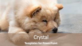  Presentation with puppy - Audience pleasing PPT theme consisting of portrait of a young puppy chow chow backdrop and a coral colored foreground