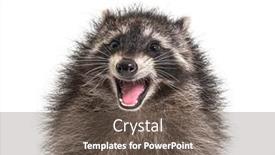  Presentation with mouth - Slide deck featuring portrait-of-a-young-raccoon background and a violet colored foreground