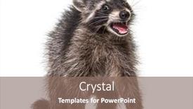  Presentation with mouth - Colorful presentation design enhanced with portrait-of-a-young-raccoon backdrop and a violet colored foreground