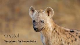  Presentation with kruger - Colorful slide set enhanced with portrait-of-a-young-spotted backdrop and a coral colored foreground