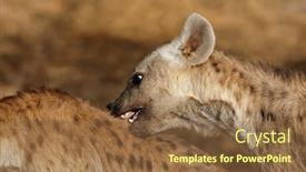  Presentation with kruger - Presentation theme enhanced with portrait-of-a-young-spotted background and a tawny brown colored foreground