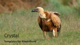  Presentation with nature of management - PPT layouts consisting of portrait of a young vulture background and a coral colored foreground