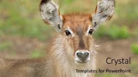  Presentation with kruger - Presentation theme consisting of escalator - metal and glass stairway background and a gray colored foreground