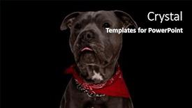  Presentation with dog - Theme enhanced with portrait-of-adorable-amstaff-dog background and a black colored foreground