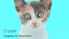  Presentation with blue eyes - Slides featuring portrait-of-adorable-small-pussycat and a arctic colored foreground