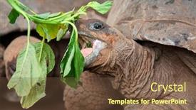  Presentation with tortoise - Colorful presentation enhanced with portrait-of-aldabra-giant-tortoise backdrop and a tawny brown colored foreground