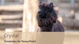  Presentation with black - Beautiful slide deck featuring portrait-of-alpaca-with-black backdrop and a lemonade colored foreground