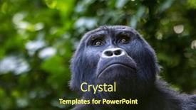  Presentation with family heritage - Slide deck with portrait-of-an-adult-gorilla background and a wine colored foreground