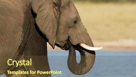  Presentation with water park - Colorful PPT theme enhanced with water hwange national park zimbabwe backdrop and a tawny brown colored foreground