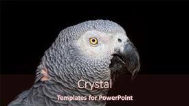  Presentation with parrot - Colorful presentation theme enhanced with portrait-of-an-african-grey backdrop and a wine colored foreground