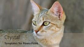  Presentation with kalahari - PPT layouts with portrait of an african wild cat felis silvestris lybica kalahari desert south africa background and a coral colored foreground