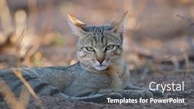  Presentation with kalahari - Beautiful PPT layouts featuring portrait-of-an-african-wild backdrop and a dark gray colored foreground