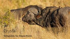  Presentation with kruger - Cool new slide deck with portrait-of-an-african backdrop and a yellow colored foreground