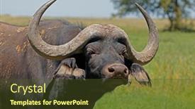  Presentation with cape town south africa - PPT theme enhanced with portrait-of-an-african background and a tawny brown colored foreground