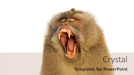  Presentation with monkey - Audience pleasing slides consisting of portrait-of-an-aggressive-balinese backdrop and a gold colored foreground