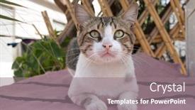  Presentation with alert - Slide set consisting of portrait of an alert calico cat watching people passing background and a gray colored foreground