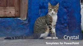  Presentation with alert - Slides enhanced with portrait of an alert cat sitting in front of a blue wall watching people passing background and a ocean colored foreground
