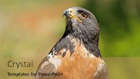  Presentation with alert - Presentation design featuring portrait-of-an-alert-jackal background and a yellow colored foreground