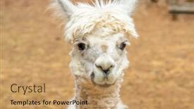  Presentation with farm - PPT theme consisting of portrait-of-an-alpaca background and a coral colored foreground