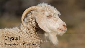  Presentation with goat farm - Beautiful PPT layouts featuring portrait of an angora goat backdrop and a  colored foreground