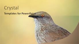  Presentation with south africa - PPT theme enhanced with portrait-of-an-arrow-marked background and a yellow colored foreground