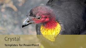  Presentation with australian - Beautiful theme featuring portrait-of-an-australian-wild backdrop and a yellow colored foreground