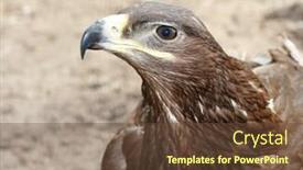  Presentation with eagle - Beautiful slide set featuring portrait-of-an-eagle-pernis backdrop and a tawny brown colored foreground