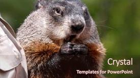  Presentation with wind energy close up portrait - Presentation design having portrait of an eating groundhog background and a wine colored foreground