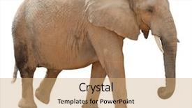  Presentation with elephant - Audience pleasing slide set consisting of portrait of an elephant bull backdrop and a coral colored foreground