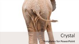  Presentation with elephant - Beautiful slide deck featuring portrait of an elephant backdrop and a mint green colored foreground