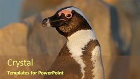  Presentation with south africa - Theme enhanced with portrait-of-an-endangered-african background and a  colored foreground