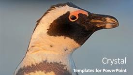  Presentation with south africa - Theme with portrait-of-an-endangered-african background and a  colored foreground
